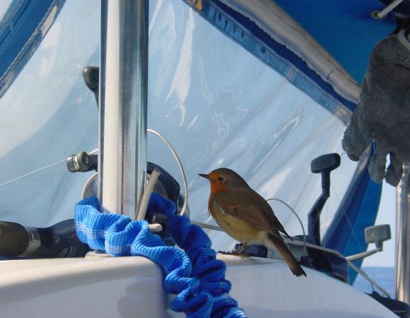1- L'oiseau veille au grain 